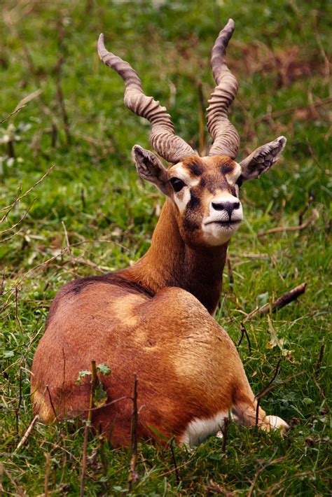gratis billeder dyr han dyreliv vild hjort horn brun pattedyr fauna antilope