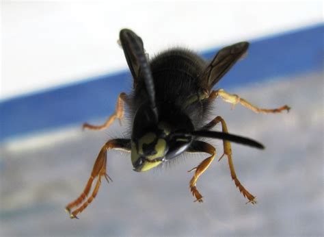 islay natural history trust wasp