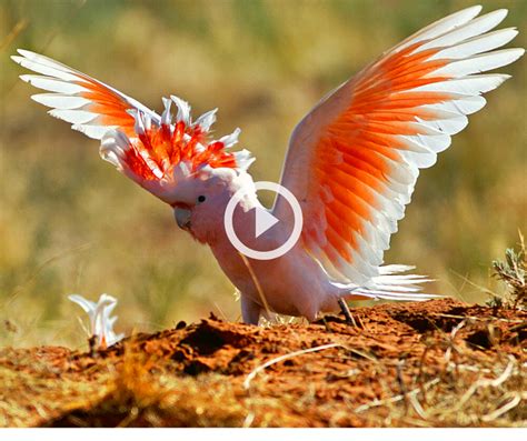beautiful cockatoo birds   world mypetplant