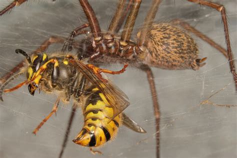 Queen Wasp Compared To Normal Wasp Panther Pest Control
