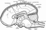 Coloring Brain Anatomy Pages Digestive System Skull Getcolorings Getdrawings Printable Colorings sketch template