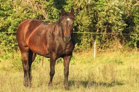 caring vets paard  de wei en beschutting animals today
