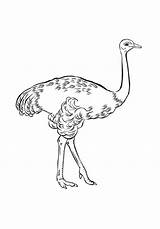 Ostrich Coloring Kids Color sketch template