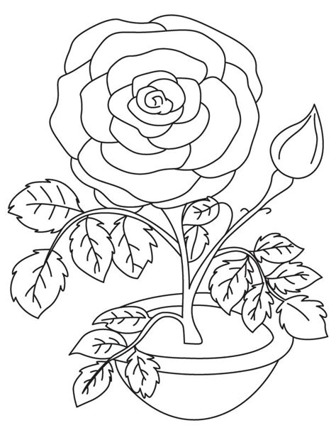 valentine rose coloring page   valentine rose coloring