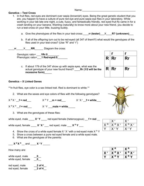 Fruit Fly Eye Color Punnett Square