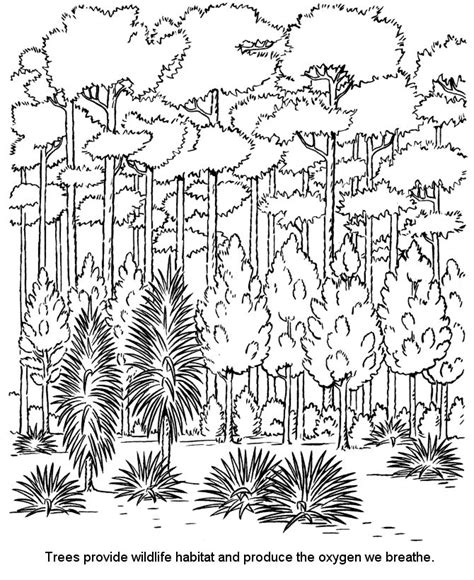 forest coloring pages  coloring pages  kids forest coloring