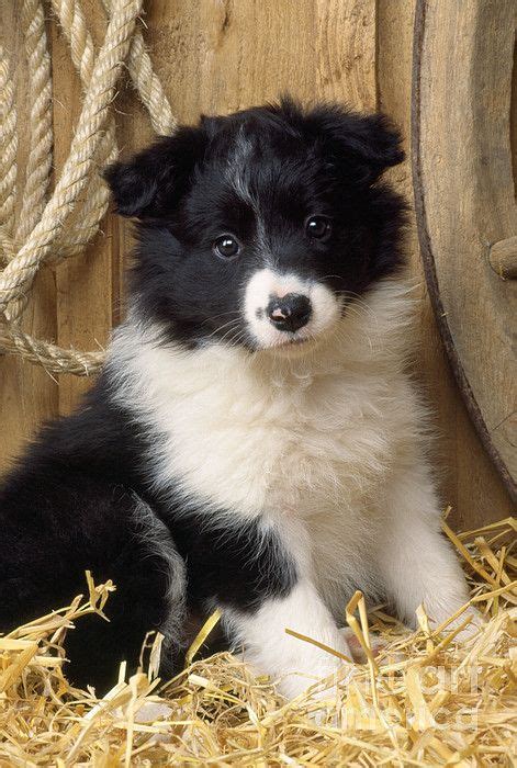 border collie puppy cute offers discounts save  jlcatjgobmx