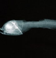 Afbeeldingsresultaten voor "Pachystomias Microdon". Grootte: 180 x 184. Bron: fishbiosystem.ru