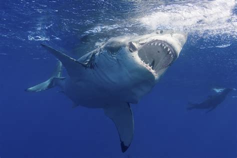 man critical  deadly shark attack  australias great barrier