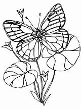 Vlinders Coloring Kleurplaat Schmetterlinge Solitaire Vlinder Malvorlage Votes Stemmen Stimmen sketch template