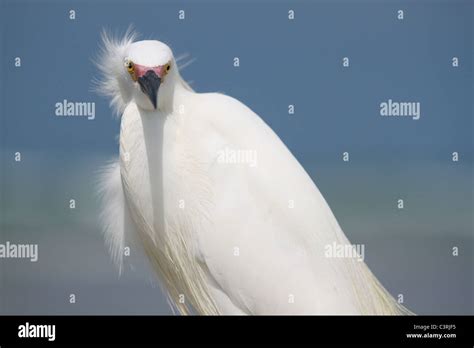 front facing great egret stock photo alamy