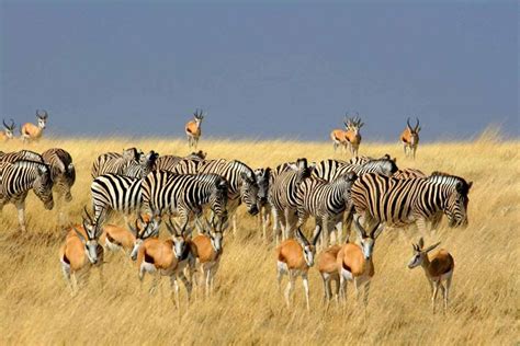 7 day namibia highlights fly in safari african welcome safaris