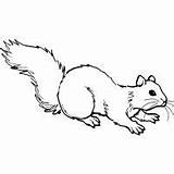 Coloring Pages Squirrel Flying Animals Donkey Caterpillar sketch template