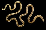 Afbeeldingsresultaten voor "phyllodoce Laminosa". Grootte: 160 x 106. Bron: www.bramconings.be