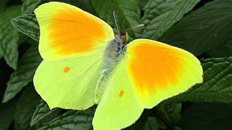 butterfly guy southwest floridas yellow sulphur butterflies sky dance  mating