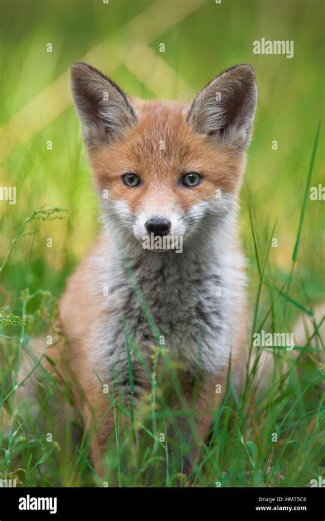 red fox cub vulpes vulpes  grass germany stock photo alamy