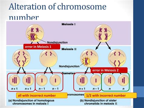 Ppt Errors Of Meiosis Chromosomal Abnormalities Powerpoint