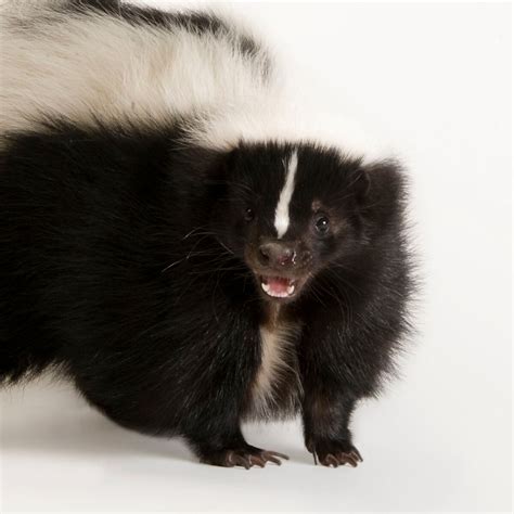 skunk     strong pungent odor
