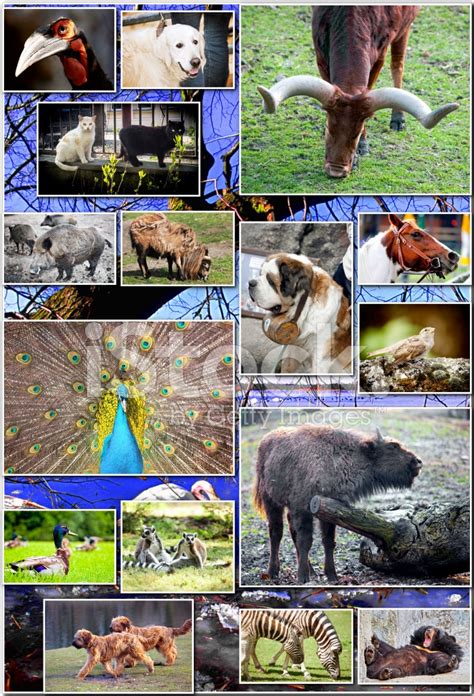 animal collage stock photo royalty  freeimages