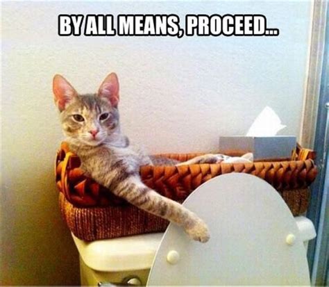 25 Best Images About Bathroom Memes On Pinterest Toilets Cats And