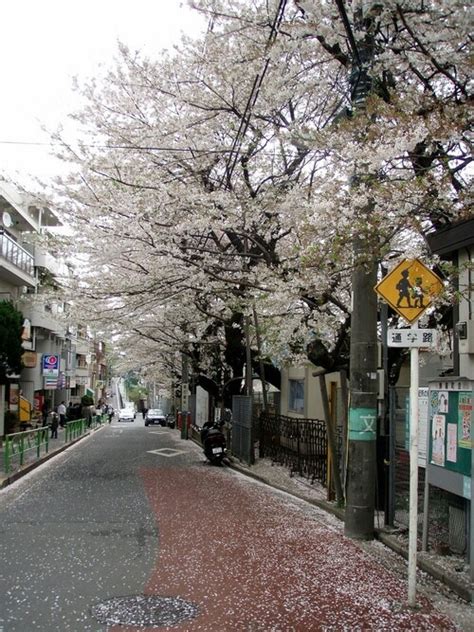 pin  angel naalia  wanna   street view japan street