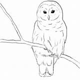 Owl Coloring Drawing Pages Line Burrowing Cute Drawings Kids Printable Snowy Owls Simple Clipart Sketch Sketches Kootation Print Paintingvalley Getcolorings sketch template