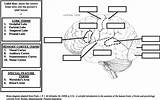 Brain Blank Fill Diagrams Diagram Coloring Motor Book Cortex Anatomy Lobes Lobe Result Google sketch template