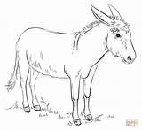 Coloring Donkey Pages Printable Drawing sketch template