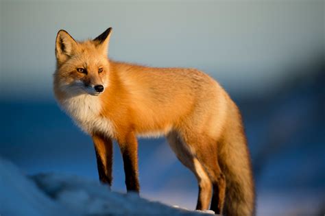 images animal wildlife fur fauna red fox vertebrate dog