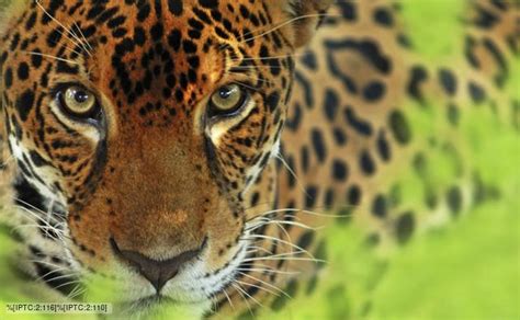 bbc nature jaguar  news  facts