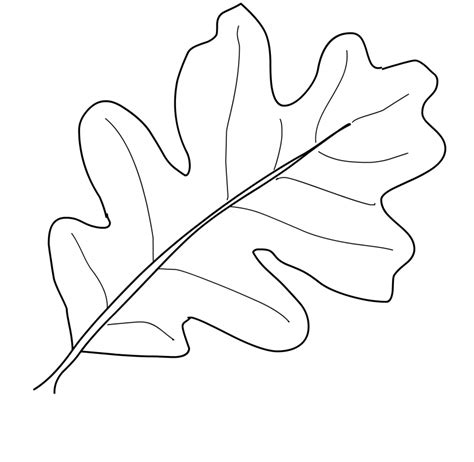 fall leaves coloring pages  kindergarten ag