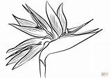 Paradise Bird Flower Coloring Strelitzia Drawing Birds Pages Printable Flowers Getdrawings sketch template