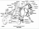 Tack Horses sketch template