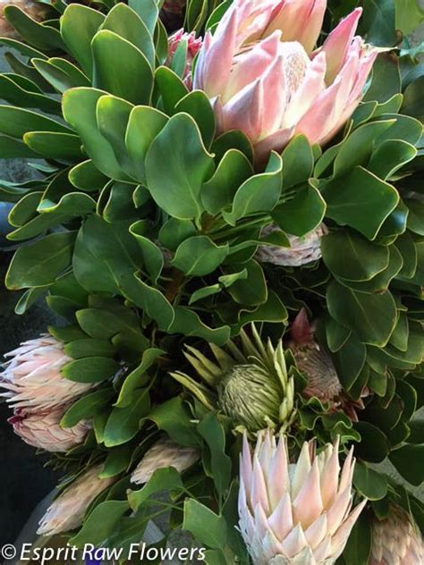 protea pink mink protea flower jungle gardens flowers