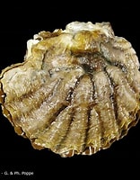 Afbeeldingsresultaten voor "ostreidae". Grootte: 156 x 200. Bron: www.conchology.be