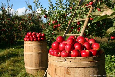 interesting facts  orchards  fun facts