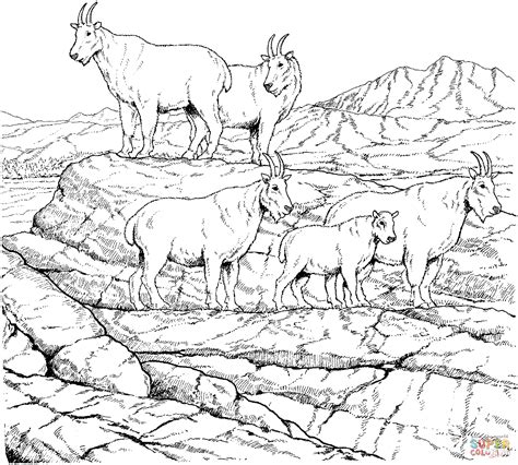 mountain goat herd coloring page  printable coloring pages