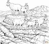 Coloring Mountain Goat Pages Mountains Goats Rocky Billy Gruff Herd Printable Three Drawing Colouring Books Adult Color Adults Animal Clipart sketch template