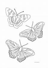 Butterfly Butterflies Flying Coloring Pages Line Drawing Three Drawings Color Different Getdrawings Wings Patterns Beautiful Clipartqueen sketch template