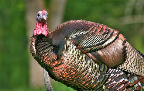resurrecting the wild turkey the regulatory review