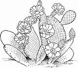 Cactus Coloring Pear Prickly Opuntia Printable Categories sketch template