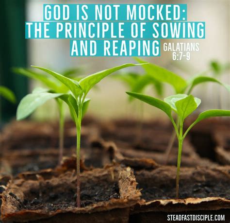 god   mocked  principle  sowing  reaping steadfast disciple