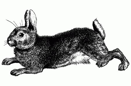 easter rabbit easter bunny pictures easter rabbit illustration