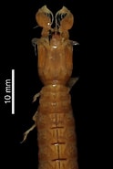 Afbeeldingsresultaten voor Acanthosquilla derijardi. Grootte: 124 x 185. Bron: www.marinespecies.org