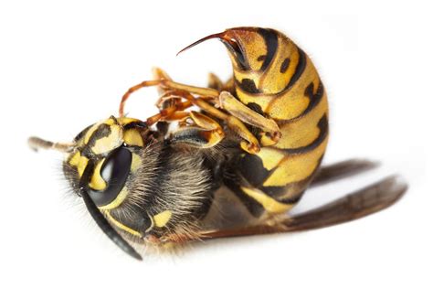 Yellow Jacket Bee Control And Treatments In Atlanta Ga