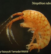 Afbeeldingsresultaten voor "ampithoe Rubricata". Grootte: 176 x 185. Bron: miaw.o.oo7.jp