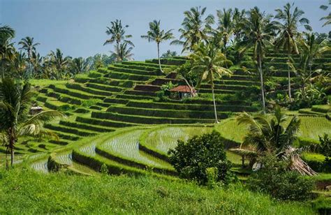 bali local insider tips  planet