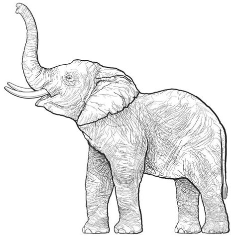elephant coloring pages  adults  coloring pages  kids