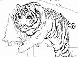 Tiger Daniel Coloring Pages Neighborhood Getcolorings sketch template