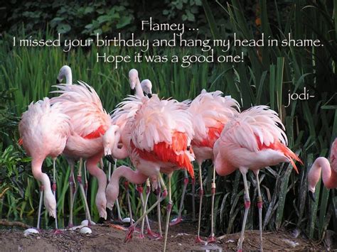 happy birthday flamingo  pink flamingos lawn ornaments